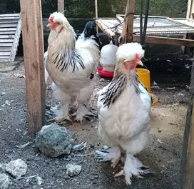 Ayam Hias Park Brahma