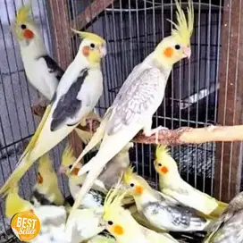burung falk australia parkit gede banyak pilihan
