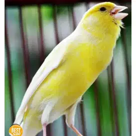 burung kenari gacor gacor banyak pilihan