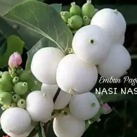 Jambu air Nasi nasi langka dapet bibit sampai indukan ready stok