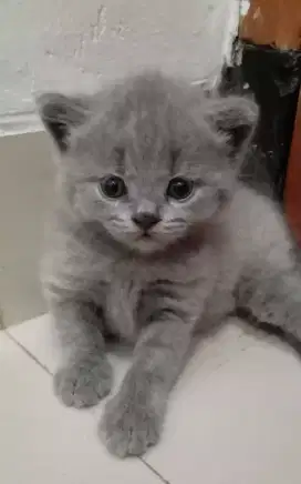 JUAL KUCING RAS BRITISH SHOR HAIR - BSH