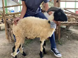 Jual Hewan Qurban