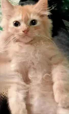 Lepas adopt kucing Persia