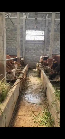 Jual Cepat Kandang Sapi, Kolam Ikan dan Kebun di Kalisidi Ungaran