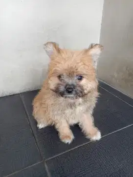 Minipom mix Poodle Jantan