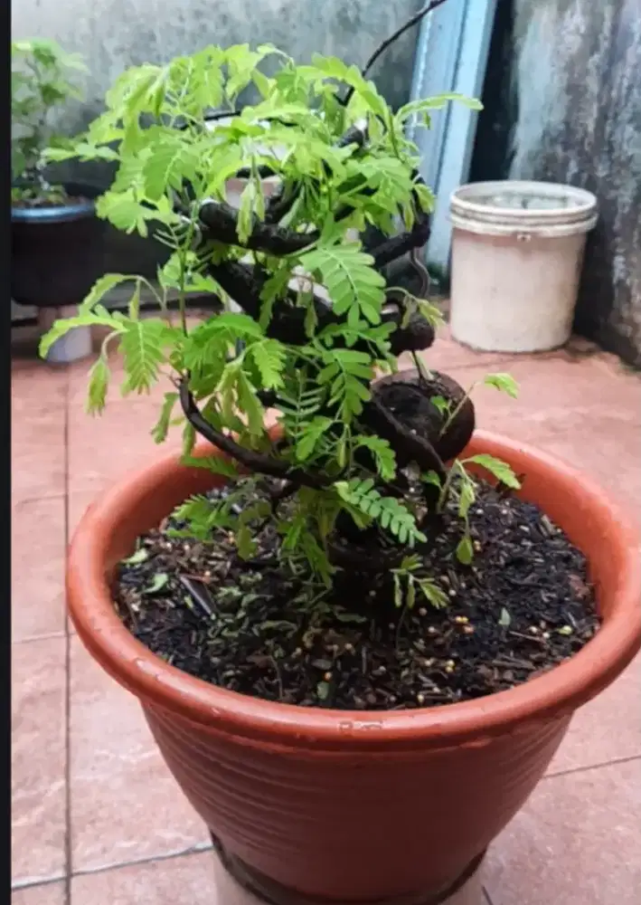 Jual Bonsai Asem Jawa