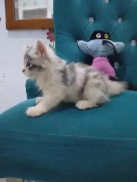 Kucing Persia calico