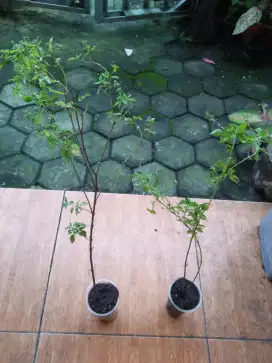 Bibit tanaman daun kemangi