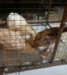 Ayam kampung petelur Elba.
