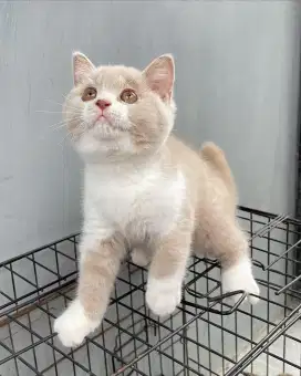 Lepas Adopsi Kucing BSH