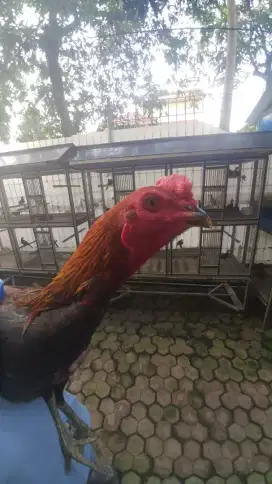 Ayam Bangkok Siapan