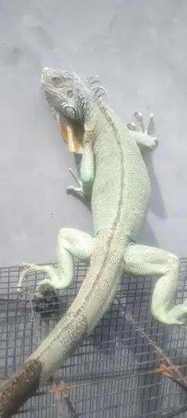 Iguana blue jantan