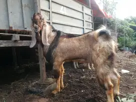 KAMBING QURBAN DOMBA QURBAN TERMURAH