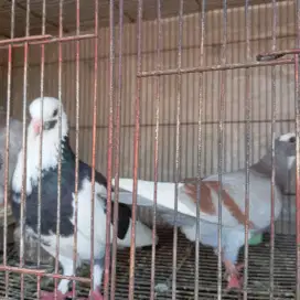 Burung merpati plontang