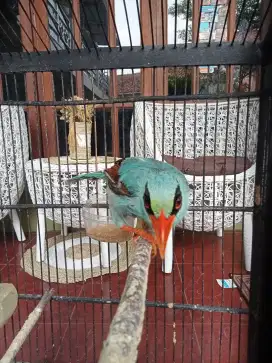Burung Jovin plus Sangkar