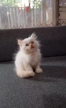 KITTEN SHORTHAIR FLATNOSE