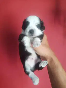 Puppy Lucu / puppy Lucu