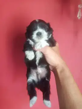 Puppy Shihpoo jantan