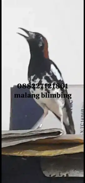 Anis kembang super+video