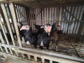 anak/pitik ayam pamangon 10 ekor