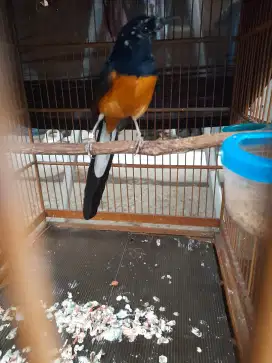Murai blorok usia mapan siap di ternak atau gantang