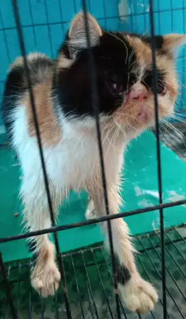 Peaknose Exotic Shorthair Murah Aja. Proven 1*. Bisa Kirim Lewat Ki8