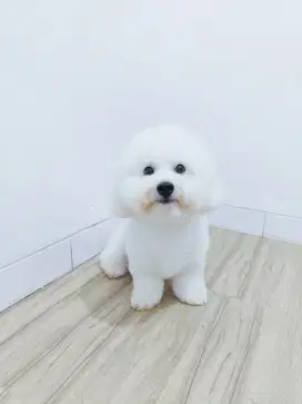 Pacak Bichon Frise