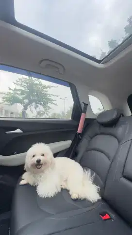 Bichon frise jantan stb 8 bulan / anjing stb /anak anjing