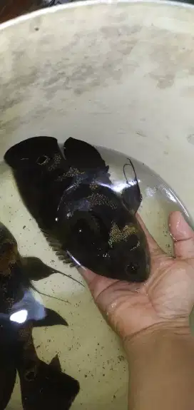 Ikan oscar batik