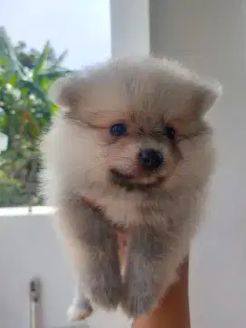Minipom puppy non stb