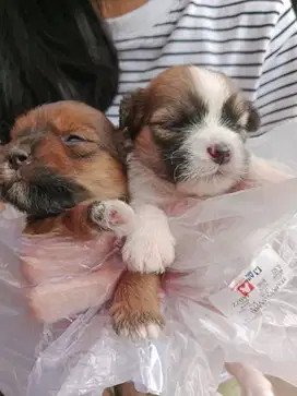 Dijual anjing shitzu