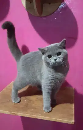 Kucing BSH British Shorthair Blue Solid Betina 7 bulan Parent Pedigree