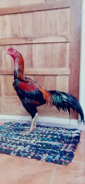 Ayam pakhoy trad mantap jos pukul saraf ko Monggo yg minat ready murah