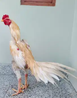 Ayam Bangkok White King Ekor Lidi