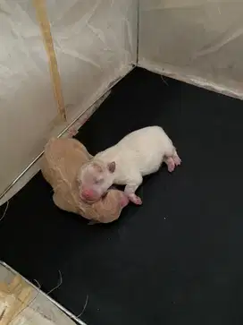 anakan anjing minipom