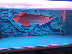 Arwana super red