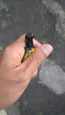 Burung Kecil Trotol