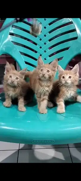Pure Mainecoon borongan