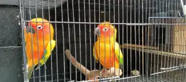 Sepasang indukan burung sun conure HY/ Sunconure High Yellow