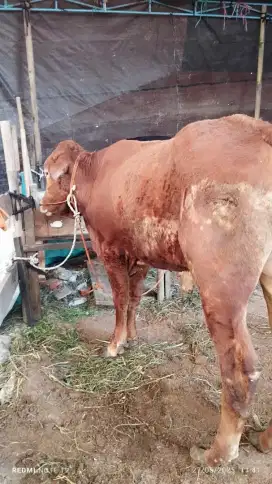 Jual Sapi Qurban Bandung
