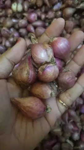 Bawang merah murah
