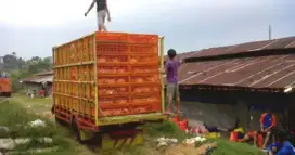 SUPIR BEBEK HIDUPAN