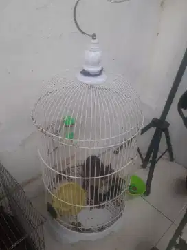 Muspan Jantan + Kandang Lok Kemanggisan