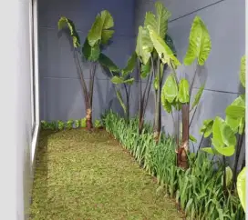 Taman teropis minimalis