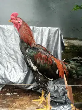 Ayam bangkok mudA