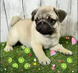 Pug kualitas super sangat istimewa