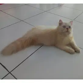 KUCING KITTEN PEAKNOSE PERSIAN
