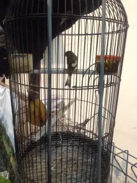 di jual burung kenari rawatan
