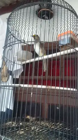burung cucak Wilis rawatan