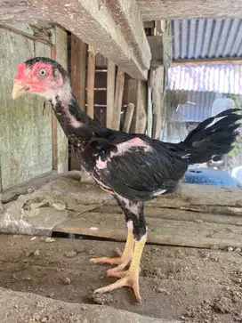 Anak ayam bangkok